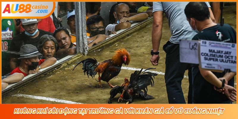 Không khí sôi động tại trường gà với khán giả cổ vũ cuồng nhiệt